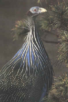 Perlhuhn